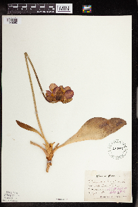 Sarracenia purpurea image