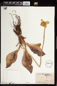 Sarracenia purpurea image
