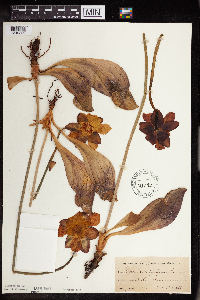 Sarracenia purpurea image