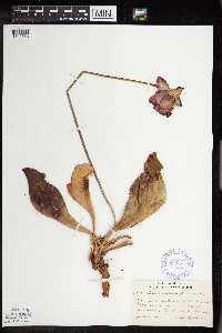 Sarracenia purpurea image