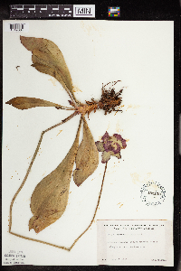 Sarracenia purpurea image