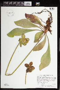 Image Associated With the Occurrence