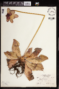 Sarracenia purpurea image