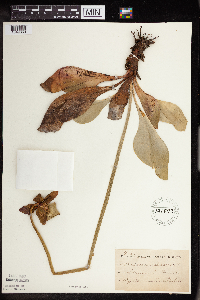 Sarracenia purpurea image