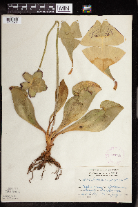 Sarracenia purpurea image