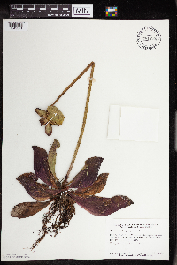 Sarracenia purpurea image