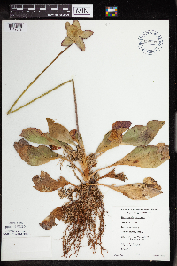 Sarracenia purpurea image