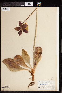 Sarracenia purpurea image