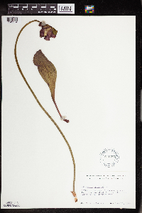 Sarracenia purpurea image