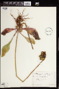 Sarracenia purpurea image