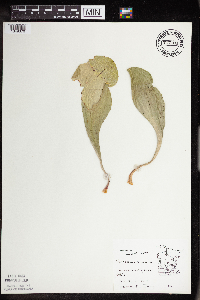Sarracenia purpurea image