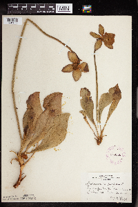 Sarracenia purpurea image