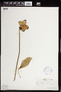 Sarracenia purpurea image