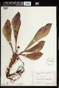 Sarracenia purpurea image