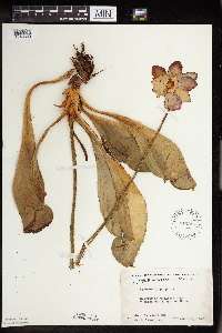 Sarracenia purpurea image