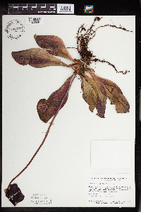 Sarracenia purpurea image
