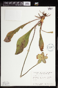 Sarracenia purpurea image