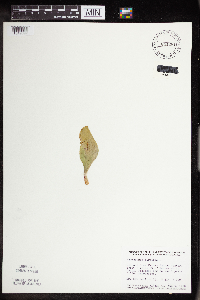 Sarracenia purpurea image
