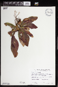 Sarracenia purpurea image