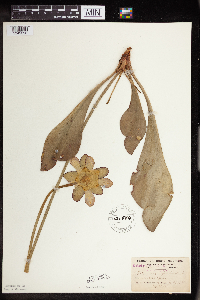 Sarracenia purpurea image
