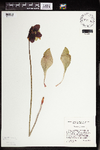 Image Associated With the Occurrence