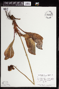 Sarracenia purpurea image