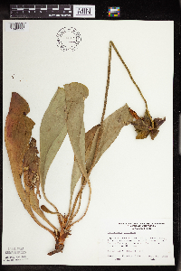 Sarracenia purpurea image