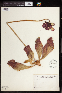 Sarracenia purpurea image
