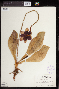 Sarracenia purpurea image