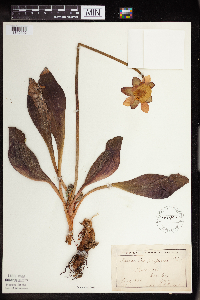 Sarracenia purpurea image