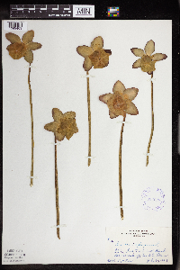 Sarracenia purpurea image