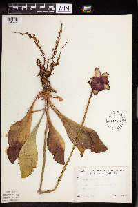 Sarracenia purpurea image
