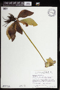 Sarracenia purpurea image