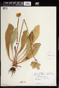Sarracenia purpurea image