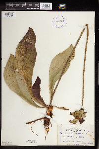 Sarracenia purpurea image