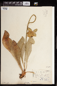Sarracenia purpurea image