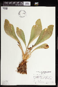 Sarracenia purpurea image