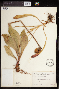 Sarracenia purpurea image