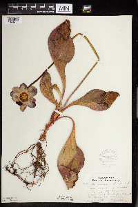 Sarracenia purpurea image