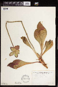 Sarracenia purpurea image