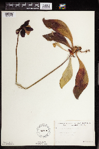 Sarracenia purpurea image