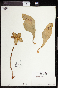 Sarracenia purpurea image