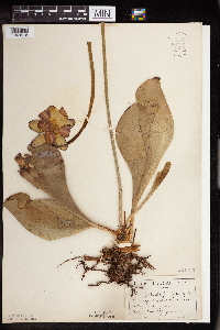 Sarracenia purpurea image