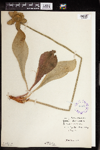 Sarracenia purpurea image