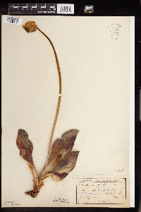 Sarracenia purpurea image