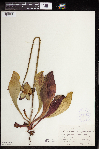 Sarracenia purpurea image