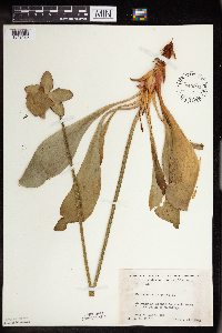 Sarracenia purpurea image