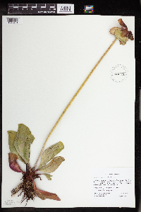 Sarracenia purpurea image