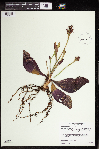 Sarracenia purpurea image