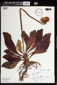 Sarracenia purpurea image